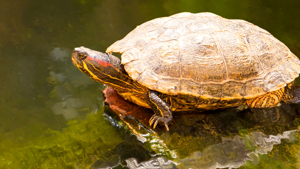 Turtle in the Sun | Codify Design Studio